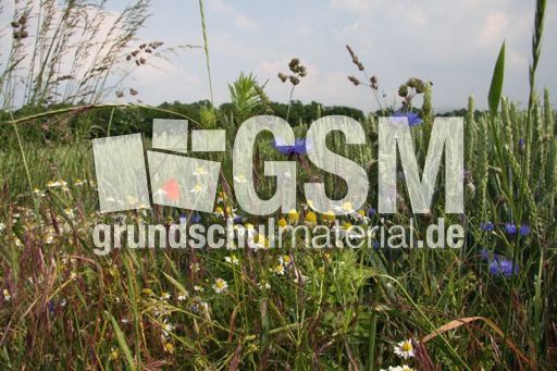 Feldrand-Mohn-144.jpg